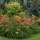PARADA LILIOWCÓW ( Hemerocallis, Daylilies)